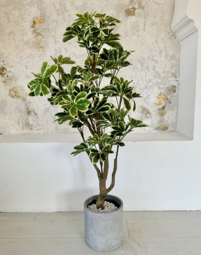 Műnövény Arália Dús Zöld 160-170cm magas Fekete Vázával