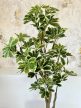 Műnövény Arália Dús Zöld 160-170cm magas Fekete Vázával