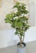 Műnövény Arália Dús Zöld 160-170cm magas Fekete Vázával