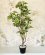 Műnövény Arália Dús Zöld 160-170cm magas Fekete Vázával