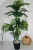 Műnövény Trópusi Arany pálma Dús Zöld 170cm magas Vázával 