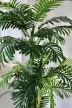 Műnövény Trópusi Arany pálma Dús Zöld 170cm magas Vázával 