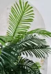 Műnövény Trópusi Arany pálma Dús Zöld 170cm magas Vázával 