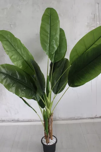 Műnövény Trópusi Nagy Banán leveles 170-180cm magas  BARNA Kaspóval