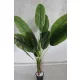 Műnövény Trópusi Nagy Banán leveles 170-180cm magas  BARNA Kaspóval