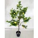 Műnövény Cítromfa élethű 120-130cm magas Fekete Kaspóval