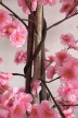 Műnövény Japán Cseresznyefa virág Rózsaszín 180cm magas  Barna Kaspóval
