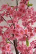 Műnövény Japán Cseresznyefa virág Rózsaszín 200cm magas  Fekete Kaspóval