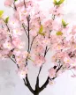 Műnövény  Japán Cseresznyefa 3 àgas halvàny Rózsaszín 140cm magas  Fekete Kaspóval