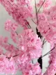 Műnövény  Japán Cseresznyefa Dús virág  Fa Rózsaszín 180cm magas  Fekete Kaspóval
