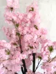 Műnövény  Japán Cseresznyefa virág Dús Zöld Fa Rózsaszín 180-190cm magas  Fekete Kaspóval